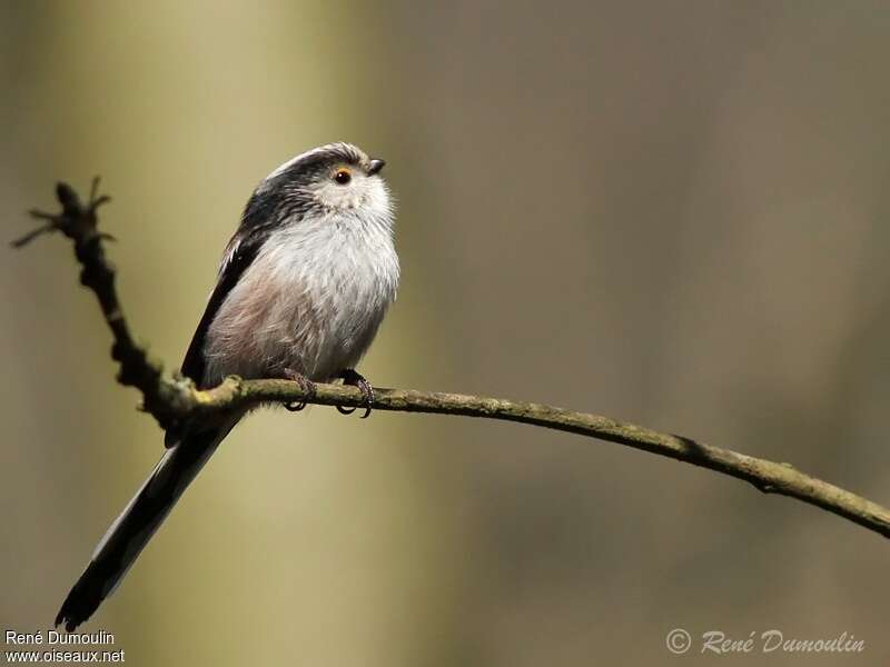 Long-tailed Titadult, identification