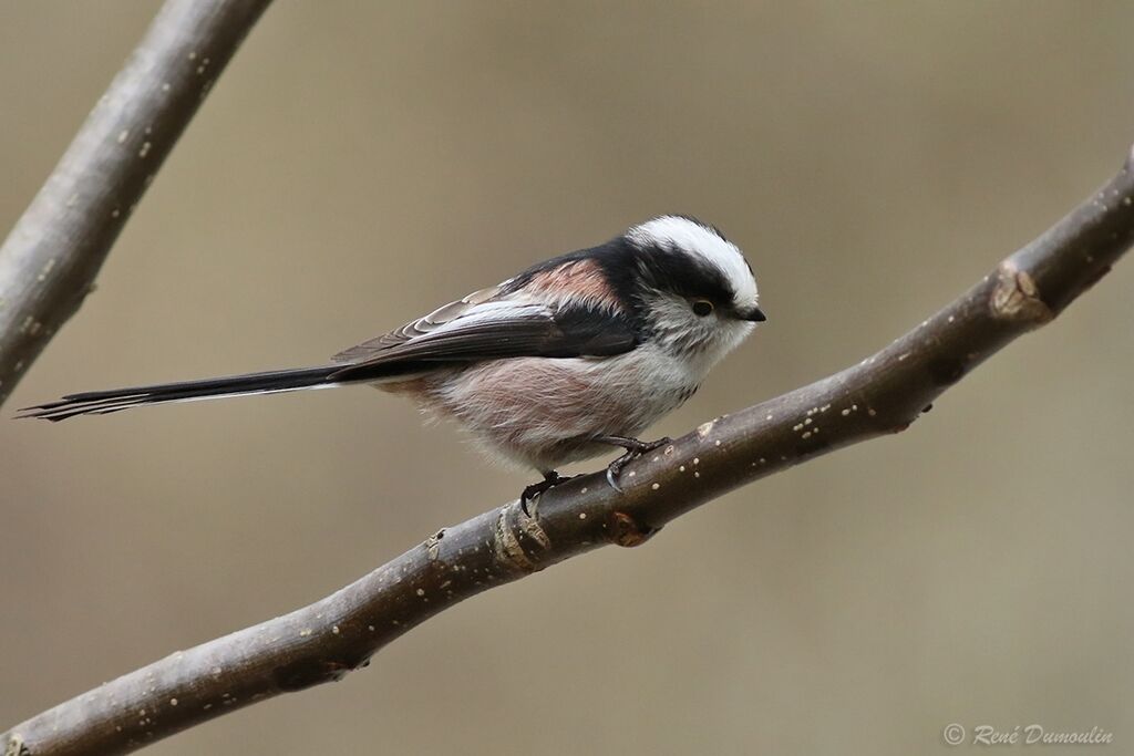 Long-tailed Titadult, identification