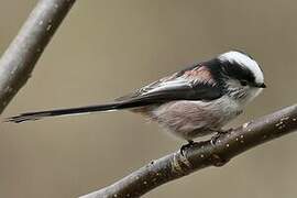 Long-tailed Tit