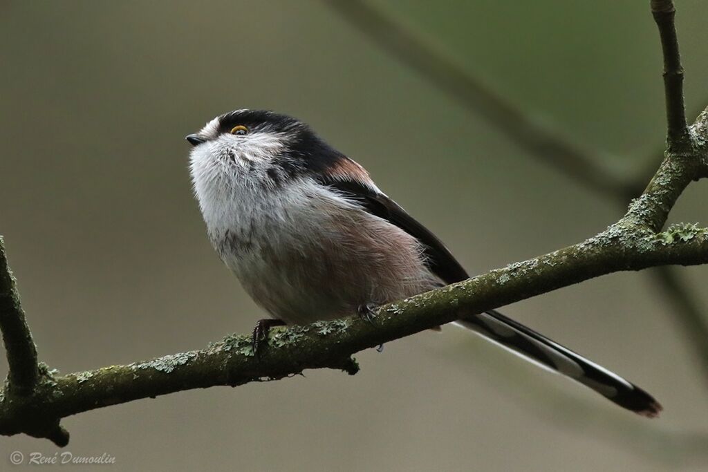 Long-tailed Titadult, identification