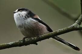 Long-tailed Tit