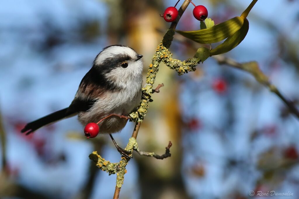 Long-tailed Titadult, identification