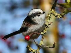 Long-tailed Tit