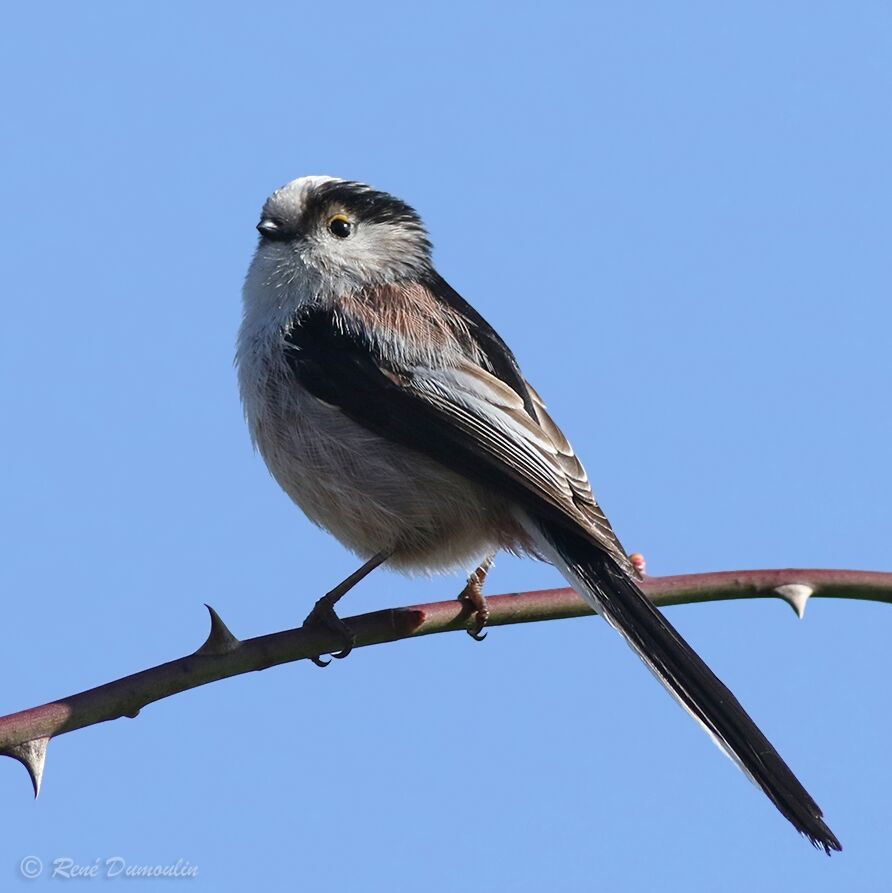 Long-tailed Titadult, identification