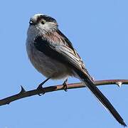 Long-tailed Tit