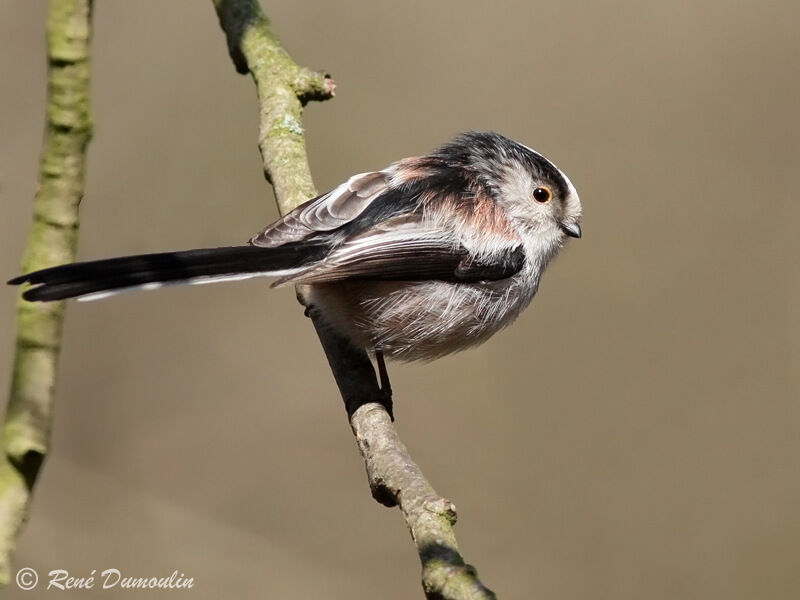 Long-tailed Titadult, identification