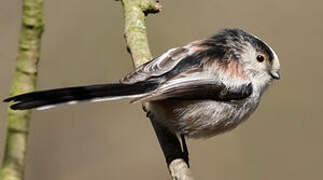 Long-tailed Tit