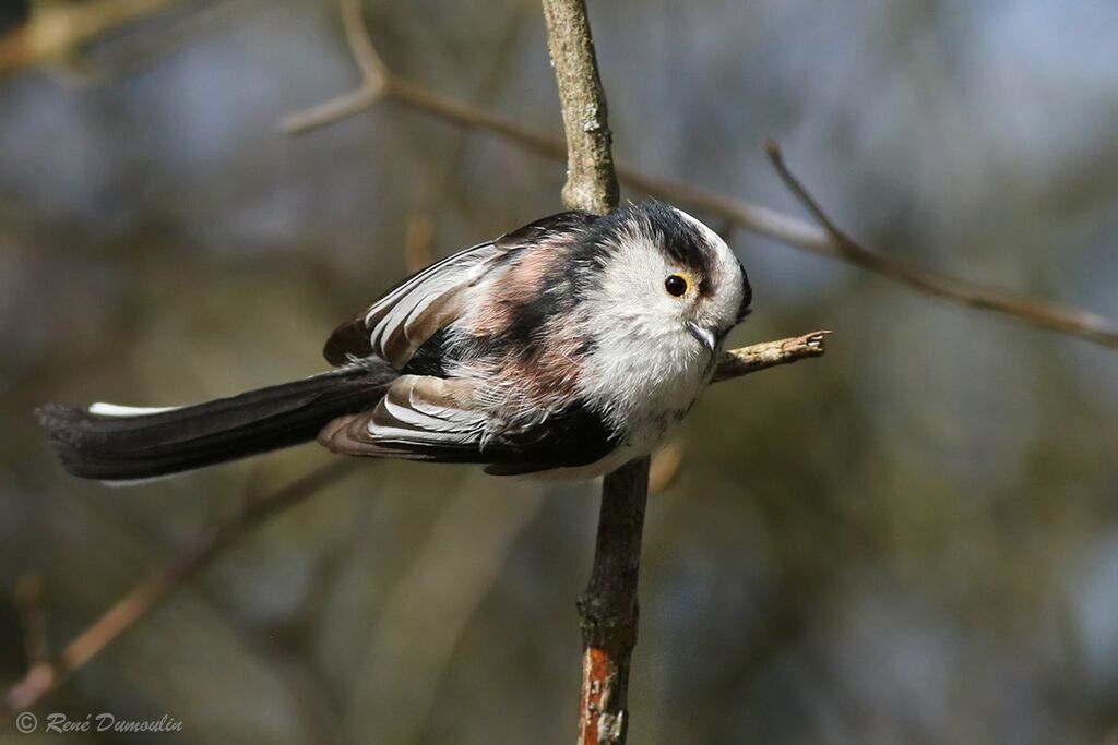 Long-tailed Titadult breeding, identification