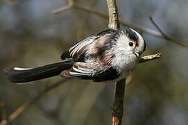 Long-tailed Tit