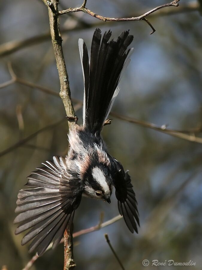 Long-tailed Titadult, Flight