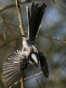 Long-tailed Tit