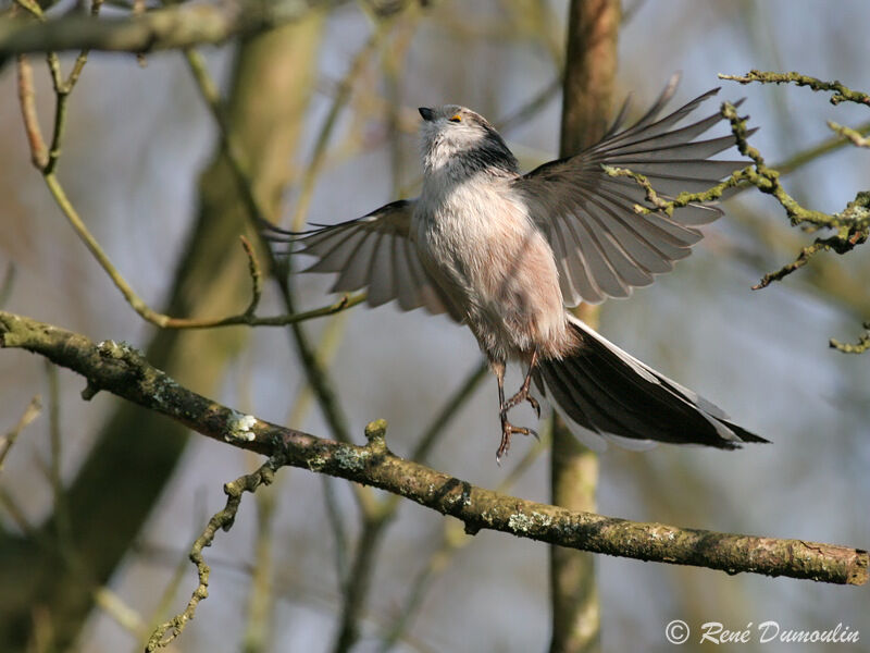 Long-tailed Titadult, Flight