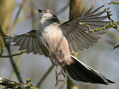 Long-tailed Tit