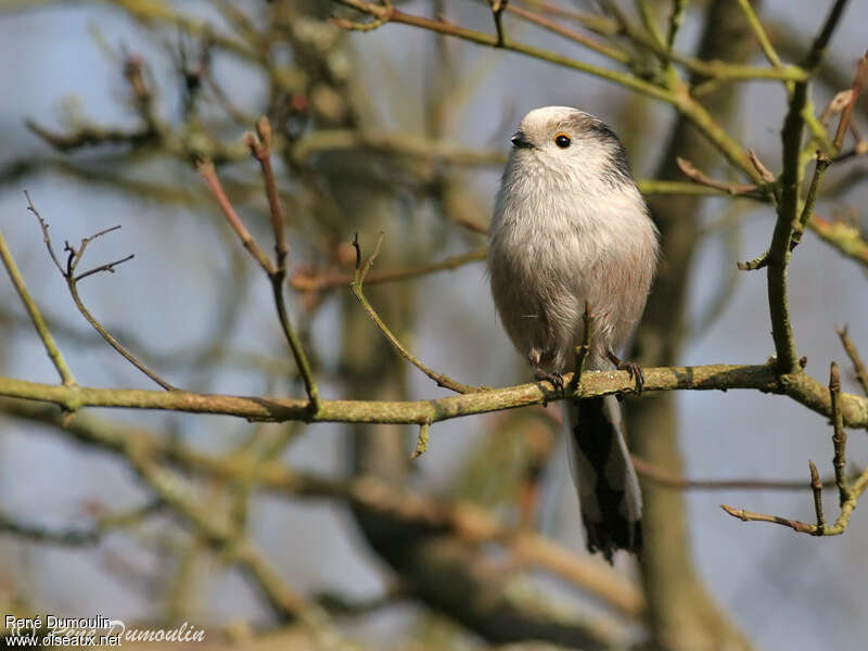 Long-tailed Titadult, pigmentation