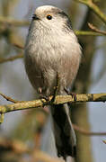 Long-tailed Tit