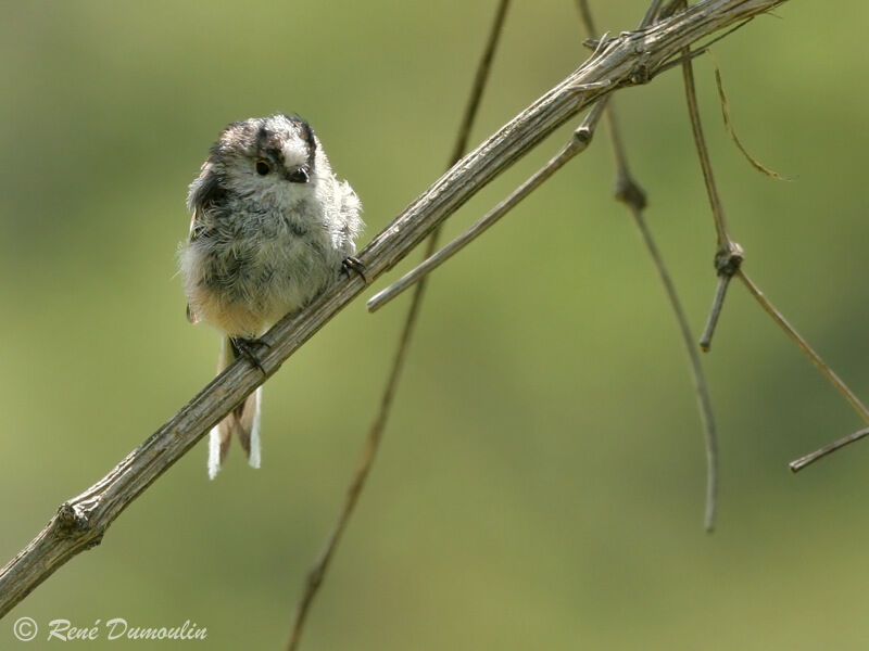 Long-tailed Tit