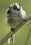 Long-tailed Tit