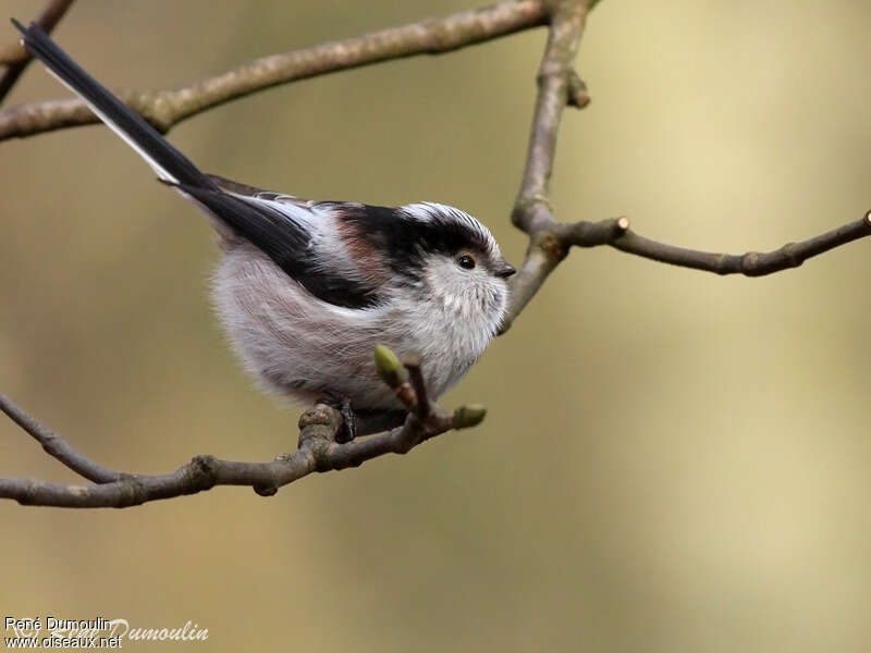 Long-tailed Titadult, identification