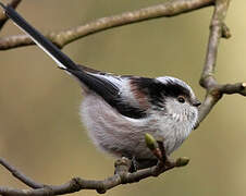 Long-tailed Tit