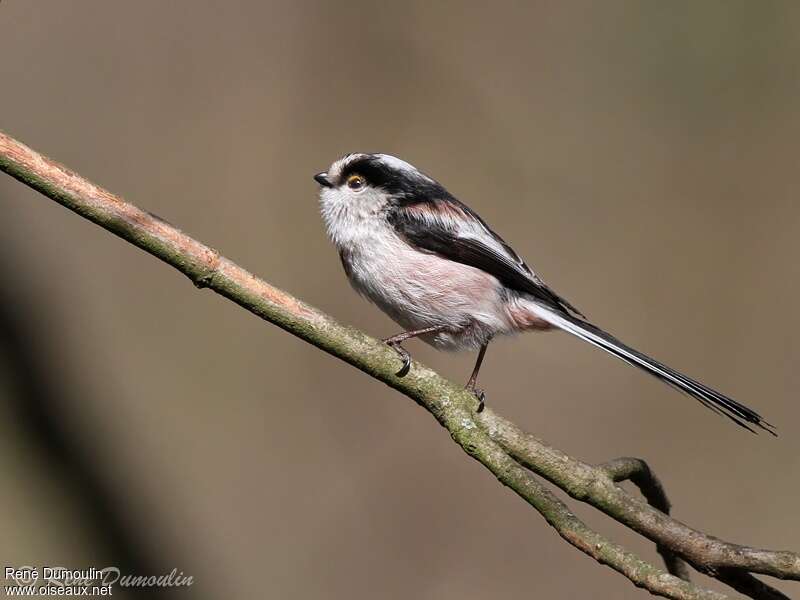 Long-tailed Titadult, identification