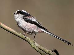 Long-tailed Tit