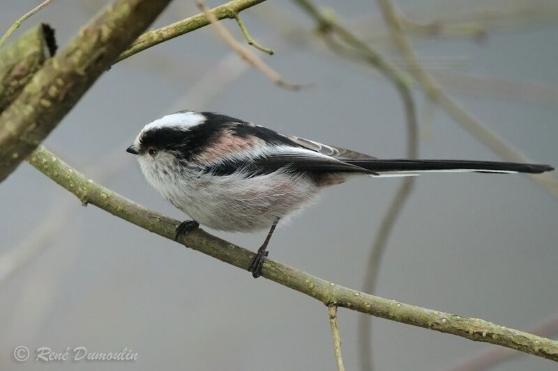 Long-tailed Tit