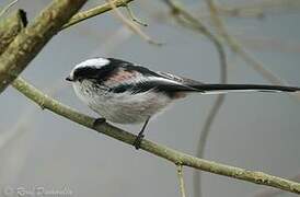 Long-tailed Tit