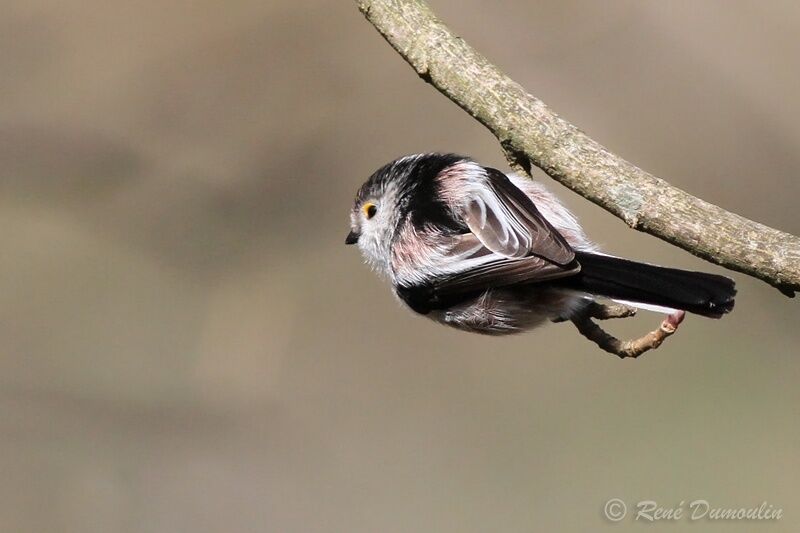 Long-tailed Titadult, identification