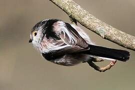 Long-tailed Tit