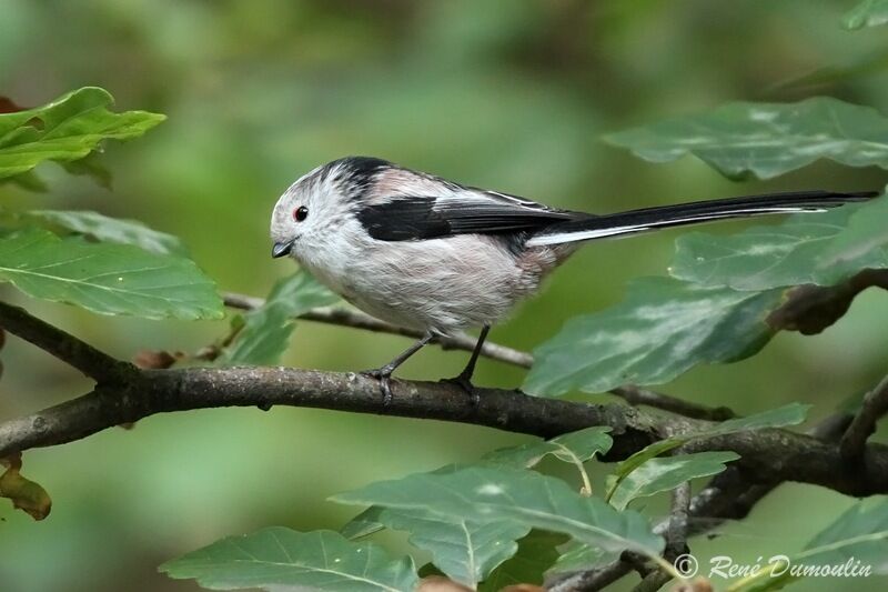 Long-tailed Tit, identification