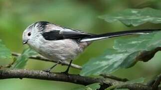 Long-tailed Tit