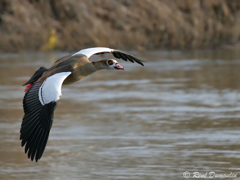 Egyptian Gooseadult