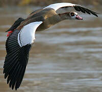 Egyptian Goose