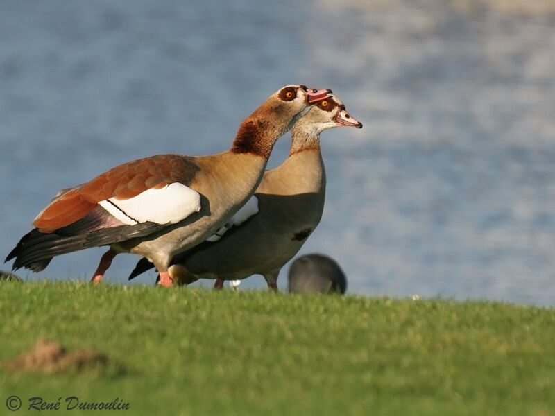 Egyptian Goose