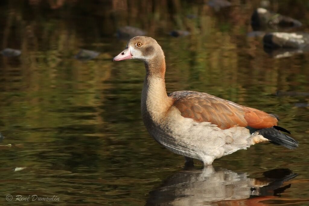 Egyptian GooseFirst year, identification