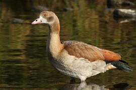 Egyptian Goose