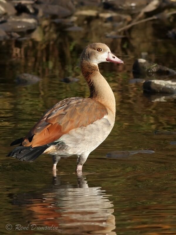 Egyptian GooseFirst year, identification