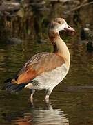 Egyptian Goose