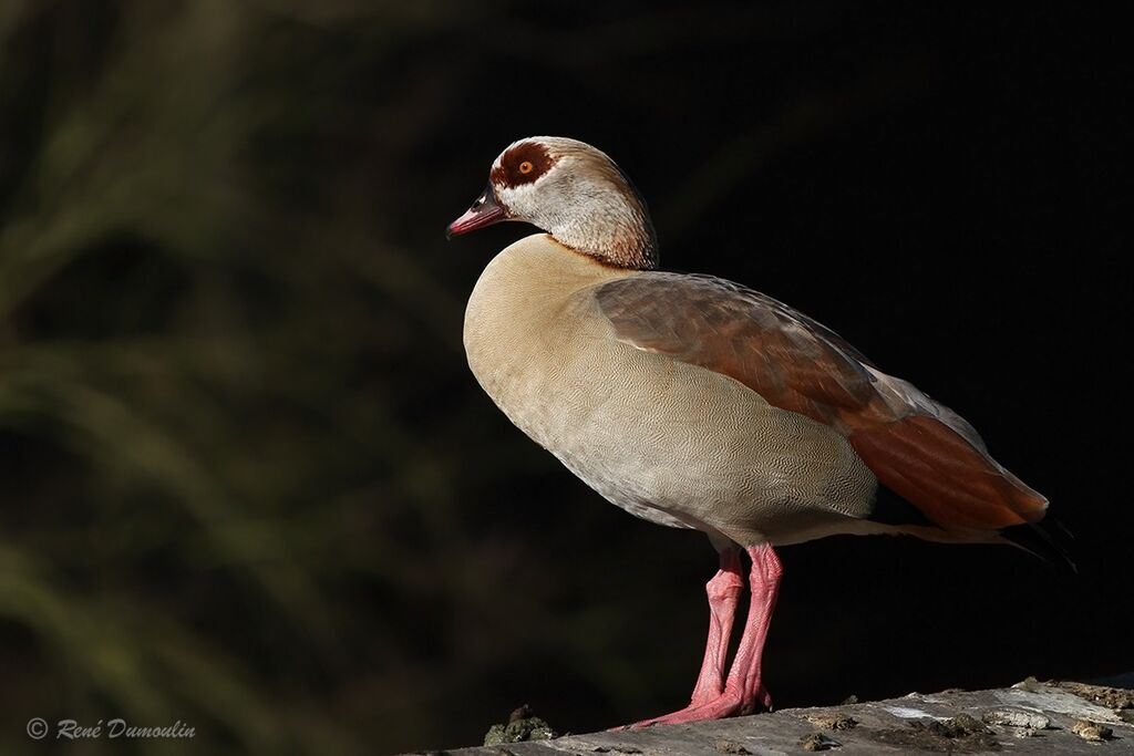 Egyptian Gooseadult, identification