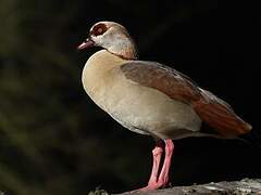 Egyptian Goose