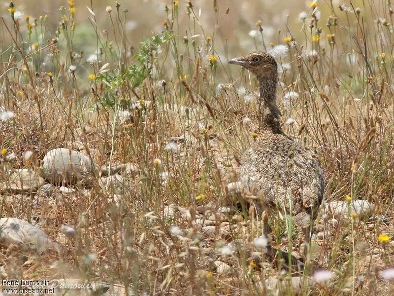 Outarde canepetière femelle adulte, identification