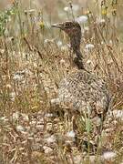 Little Bustard