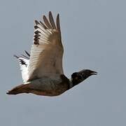 Little Bustard