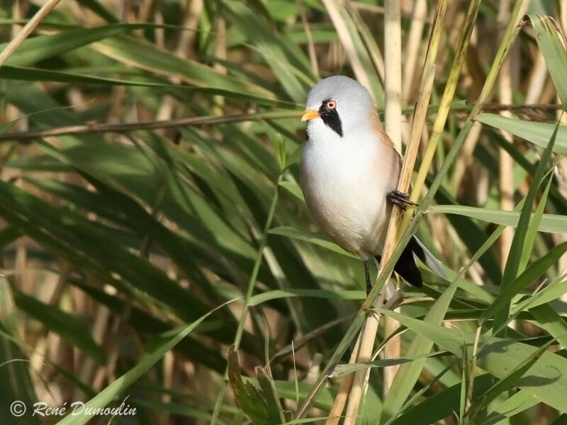 Bearded Reedling male adult, identification