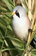 Bearded Reedling