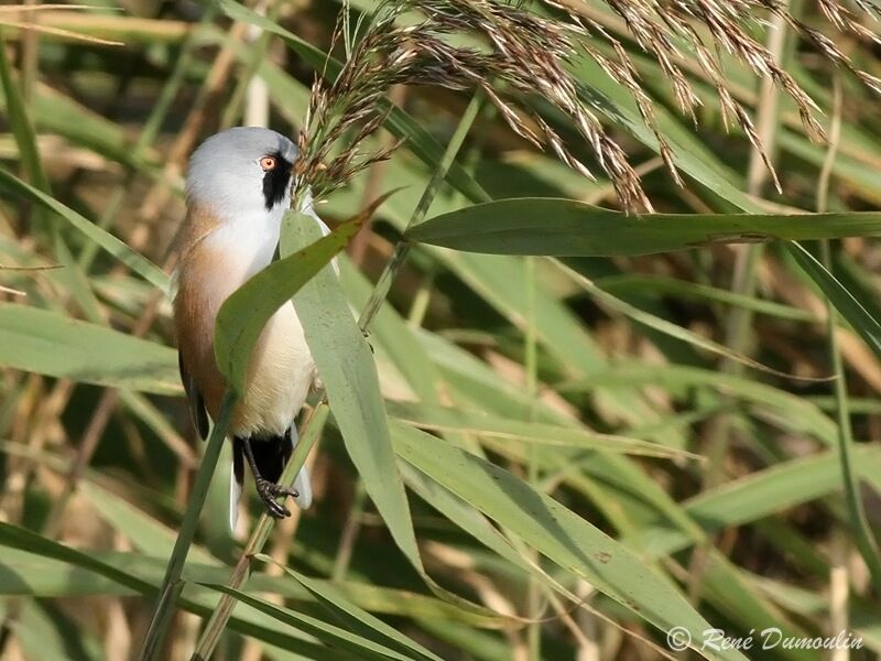 Bearded Reedling male adult, identification