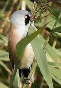 Bearded Reedling