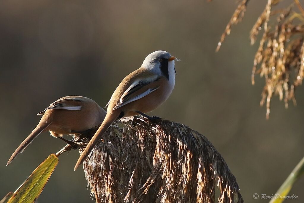 Bearded Reedlingadult, eats