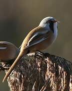 Bearded Reedling