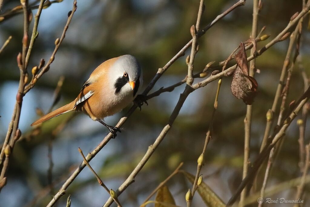 Bearded Reedling male, identification